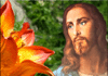 Die Lilien des Feldes - 